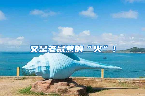 又是老鼠惹的“火”！