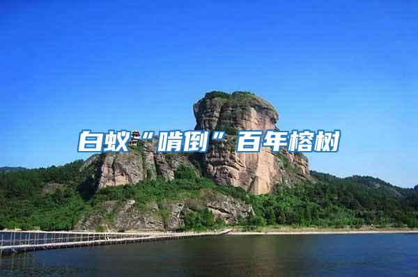 白蟻“啃倒”百年榕樹(shù)
