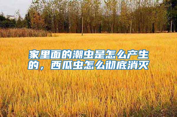 家里面的潮蟲是怎么產(chǎn)生的，西瓜蟲怎么徹底消滅