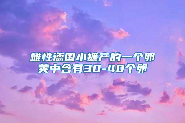 雌性德國(guó)小蠊產(chǎn)的一個(gè)卵莢中含有30-40個(gè)卵