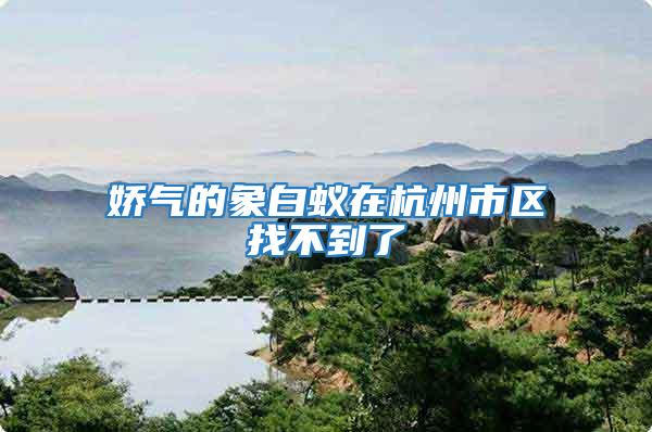 嬌氣的象白蟻在杭州市區找不到了