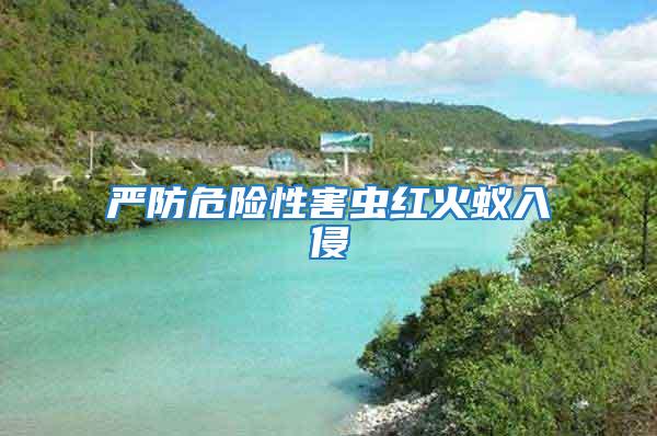 嚴防危險性害蟲紅火蟻入侵