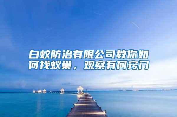 白蟻防治有限公司教你如何找蟻巢，觀察有何竅門