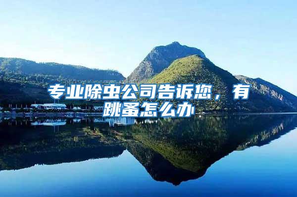 專業除蟲公司告訴您，有跳蚤怎么辦