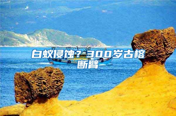 白蟻侵蝕？300歲古榕斷臂