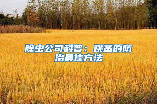 除蟲公司科普：跳蚤的防治最佳方法