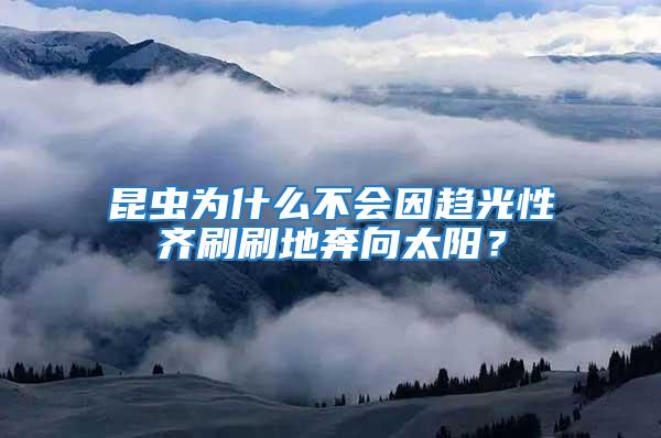 昆蟲為什么不會因趨光性齊刷刷地奔向太陽？