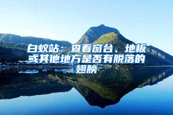 白蟻站：查看窗臺、地板或其他地方是否有脫落的翅膀