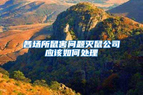 各場所鼠害問題滅鼠公司應該如何處理