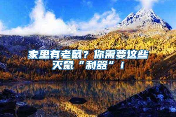 家里有老鼠？你需要這些滅鼠“利器”！