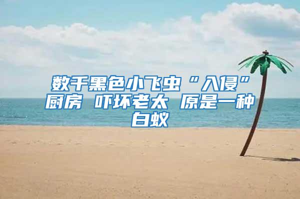 數千黑色小飛蟲“入侵”廚房 嚇壞老太 原是一種白蟻