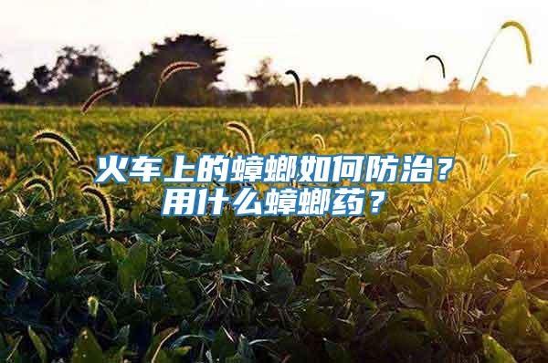 火車上的蟑螂如何防治？用什么蟑螂藥？
