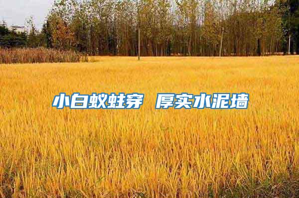 小白蟻蛀穿 厚實水泥墻