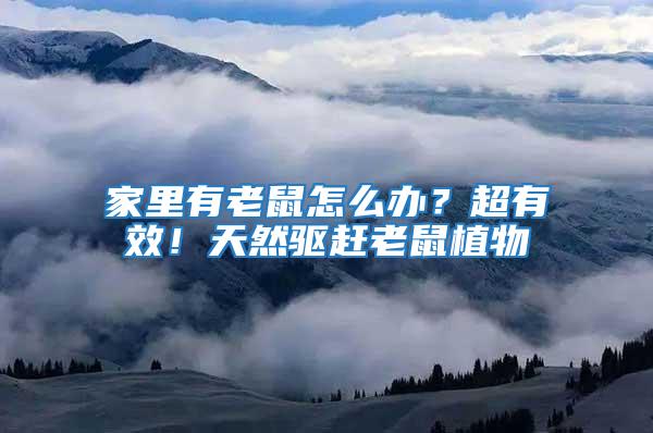 家里有老鼠怎么辦？超有效！天然驅趕老鼠植物