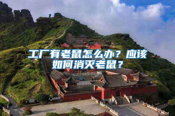 工廠有老鼠怎么辦？應(yīng)該如何消滅老鼠？