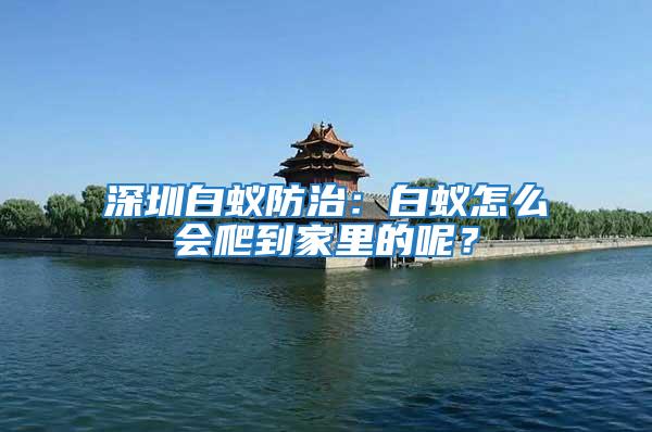 深圳白蟻防治：白蟻怎么會(huì)爬到家里的呢？