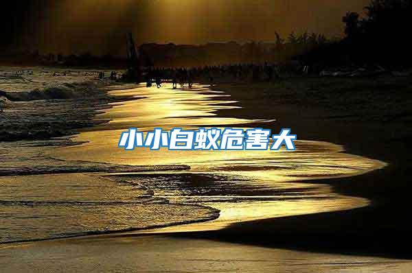 小小白蟻危害大