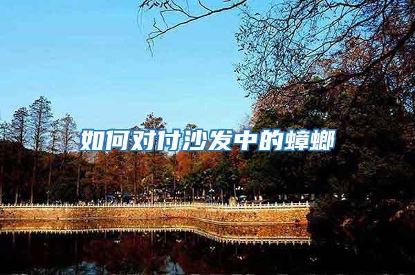 如何對付沙發(fā)中的蟑螂