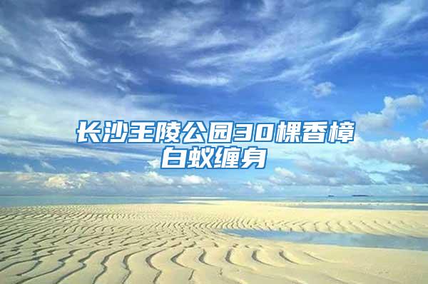 長沙王陵公園30棵香樟白蟻纏身