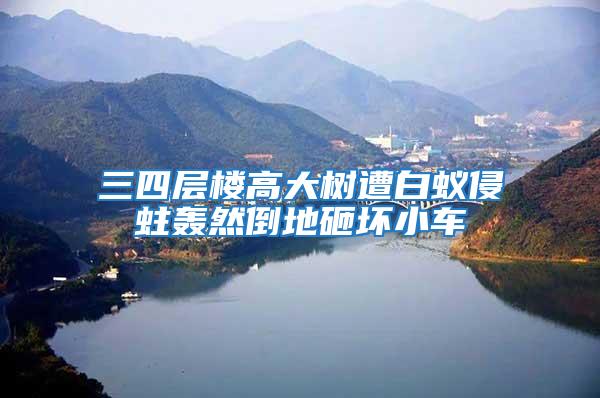 三四層樓高大樹遭白蟻侵蛀轟然倒地砸壞小車
