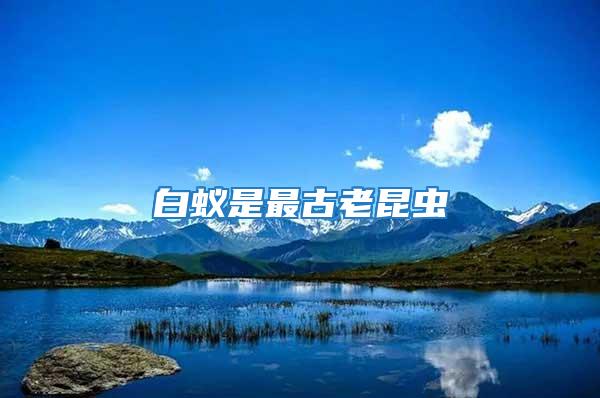白蟻是最古老昆蟲(chóng)