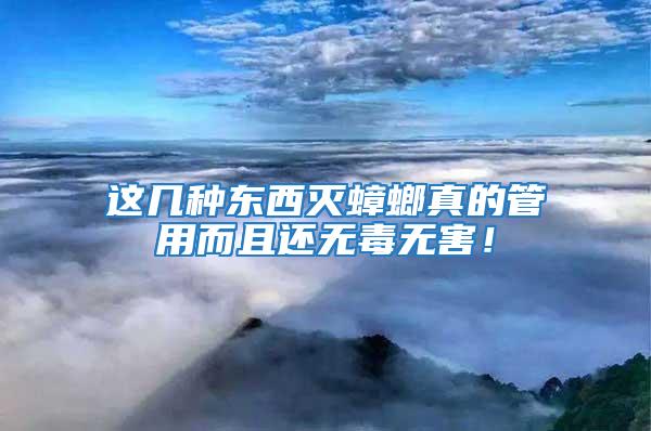 這幾種東西滅蟑螂真的管用而且還無毒無害！