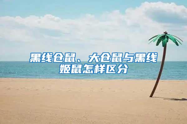 黑線倉鼠、大倉鼠與黑線姬鼠怎樣區分