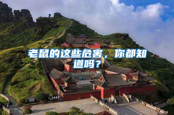 老鼠的這些危害，你都知道嗎？