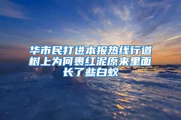 華市民打進(jìn)本報熱線行道樹上為何裹紅泥原來里面長了些白蟻