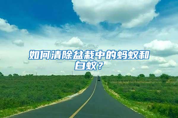 如何清除盆栽中的螞蟻和白蟻？