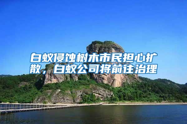 白蟻侵蝕樹木市民擔心擴散，白蟻公司將前往治理
