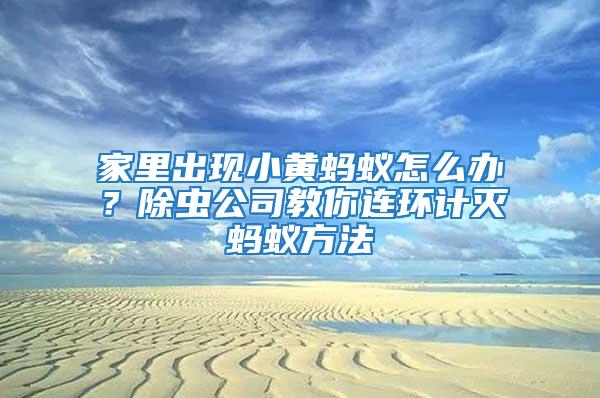 家里出現小黃螞蟻怎么辦？除蟲公司教你連環計滅螞蟻方法