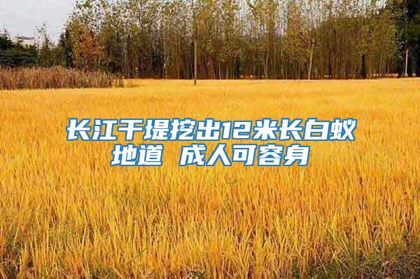 長(zhǎng)江干堤挖出12米長(zhǎng)白蟻地道 成人可容身