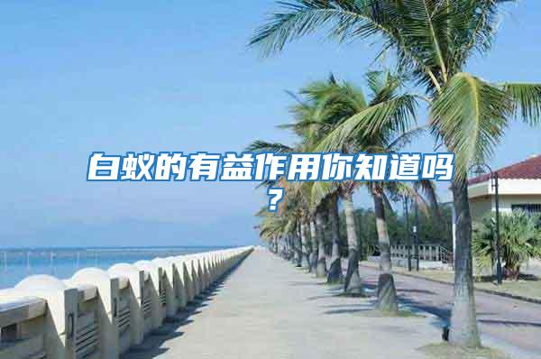 白蟻的有益作用你知道嗎？