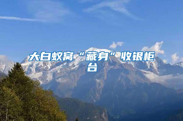 大白蟻窩“藏身”收銀柜臺