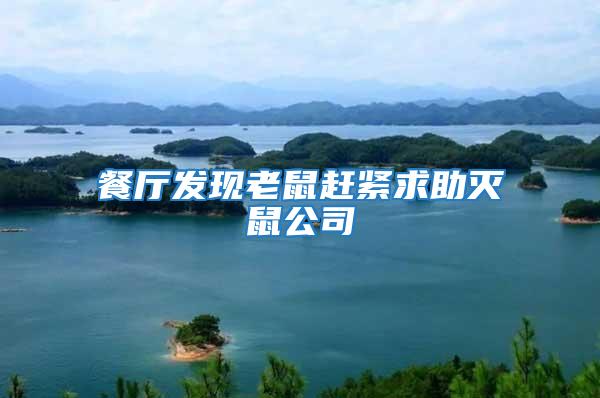 餐廳發現老鼠趕緊求助滅鼠公司