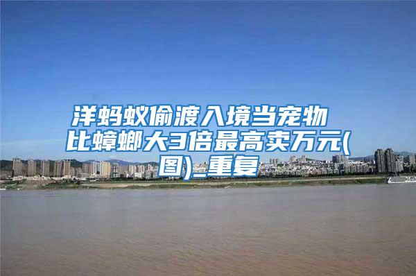 洋螞蟻偷渡入境當(dāng)寵物 比蟑螂大3倍最高賣萬(wàn)元(圖)_重復(fù)