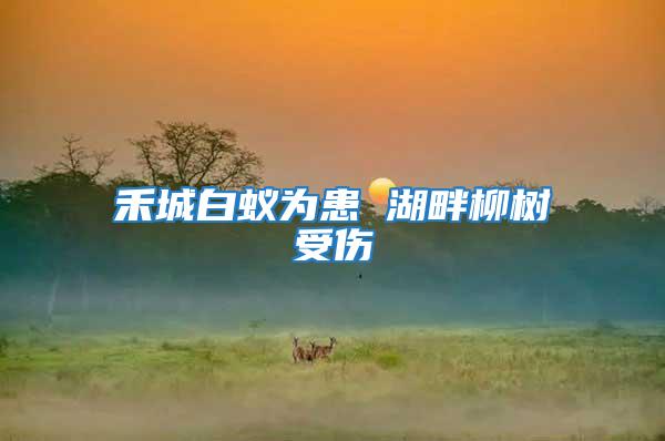 禾城白蟻為患 湖畔柳樹(shù)受傷