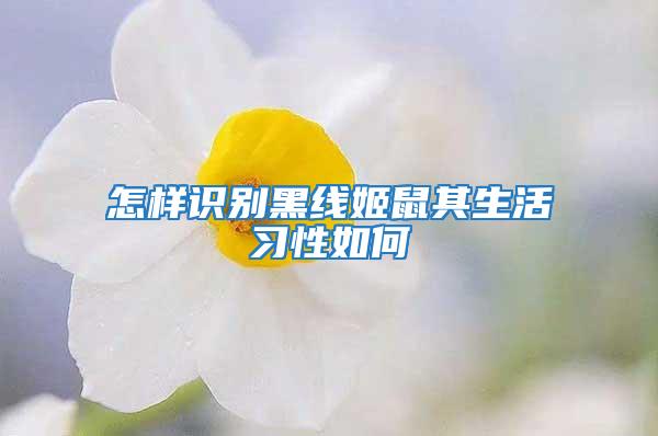 怎樣識別黑線姬鼠其生活習性如何