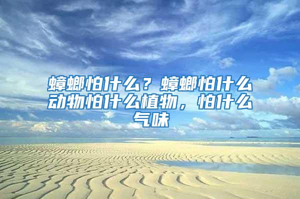 蟑螂怕什么？蟑螂怕什么動(dòng)物怕什么植物，怕什么氣味