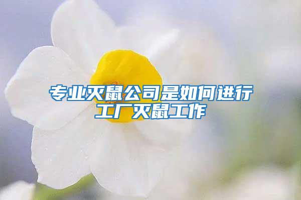 專業(yè)滅鼠公司是如何進(jìn)行工廠滅鼠工作