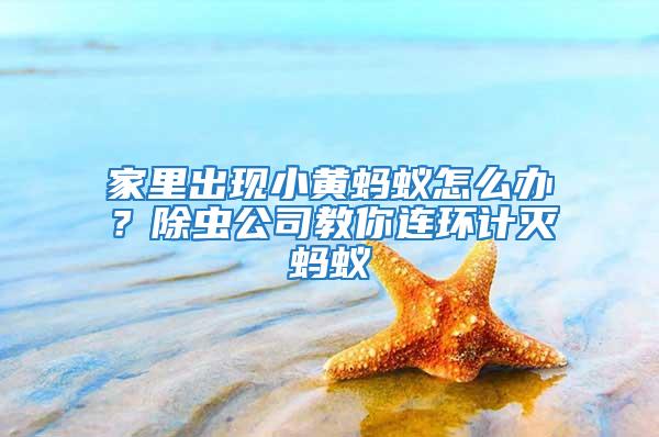 家里出現(xiàn)小黃螞蟻怎么辦？除蟲公司教你連環(huán)計滅螞蟻