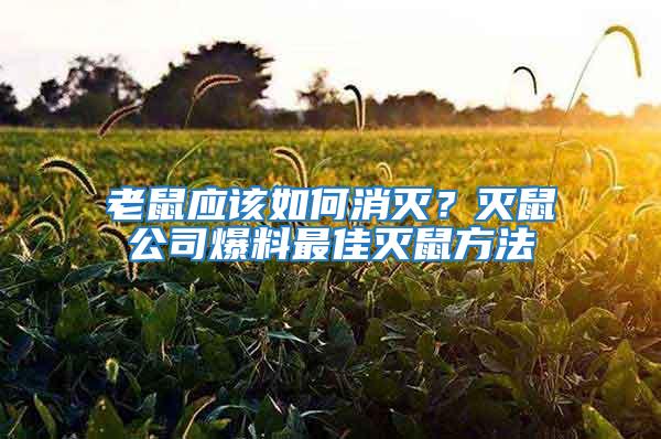 老鼠應(yīng)該如何消滅？滅鼠公司爆料最佳滅鼠方法
