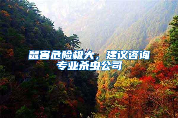 鼠害危險極大，建議咨詢專業(yè)殺蟲公司