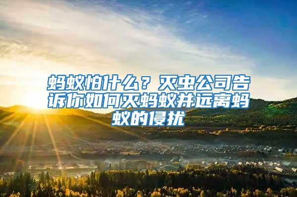 螞蟻怕什么？滅蟲公司告訴你如何滅螞蟻并遠離螞蟻的侵擾