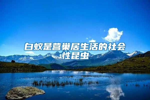 白蟻是營巢居生活的社會性昆蟲