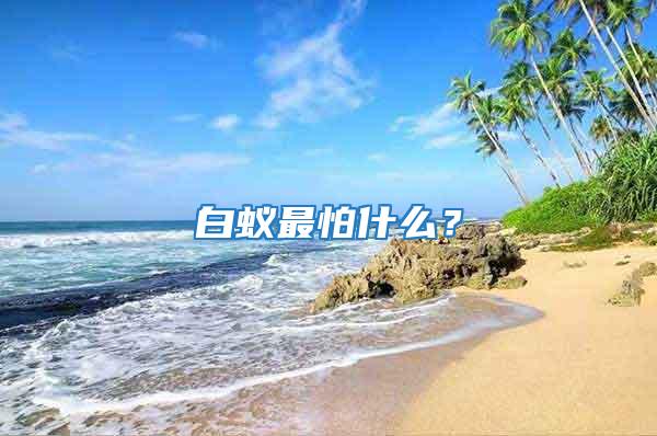 白蟻最怕什么？