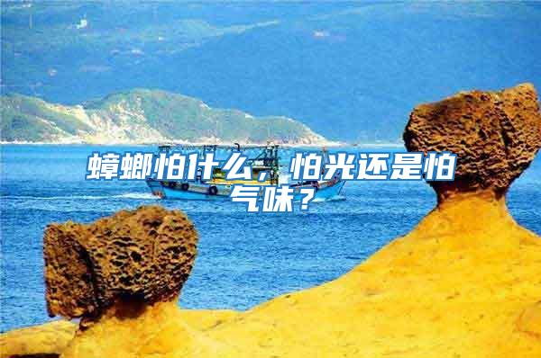蟑螂怕什么，怕光還是怕氣味？
