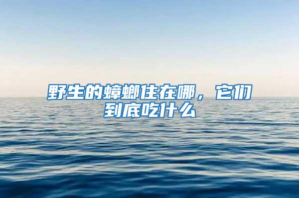 野生的蟑螂住在哪，它們到底吃什么