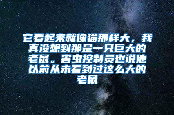 它看起來就像貓那樣大，我真沒想到那是一只巨大的老鼠。害蟲控制員也說他以前從未看到過這么大的老鼠